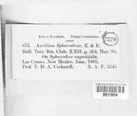 Aecidium sphaeralceanum image